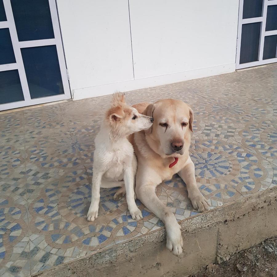 Bed and Breakfast A Dog'S Story, Džajpur Exteriér fotografie